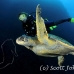 turtle_green_manout_ci_h_0080_cos1279.jpg